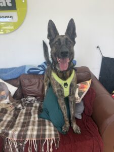 Pet Image